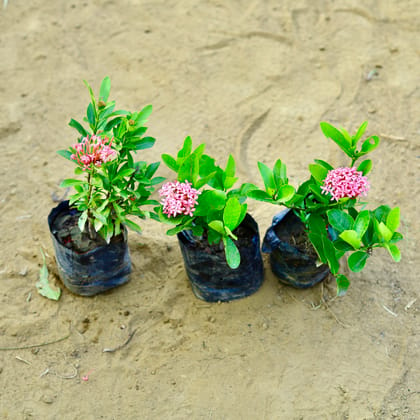 Set of 3 - Ixora Pink in 3 Inch Nursery Bag