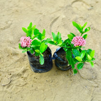 Set of 2 - Ixora Pink in 3 Inch Nursery Bag