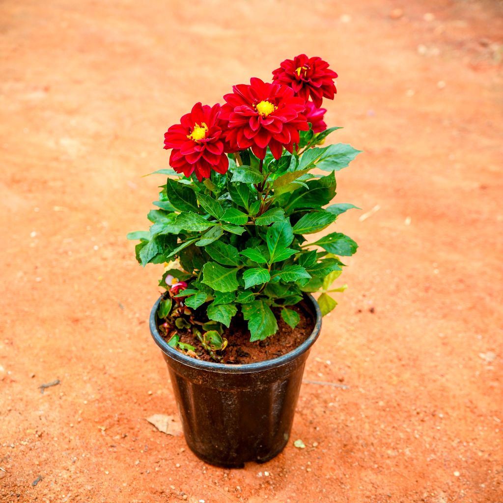 Dahlia Dwarf (any colour) in 5 Inch Nursery Pot