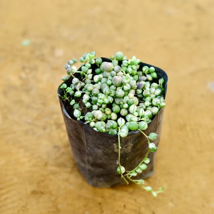 Teardrop Succulent in 3 Inch Nursery Bag