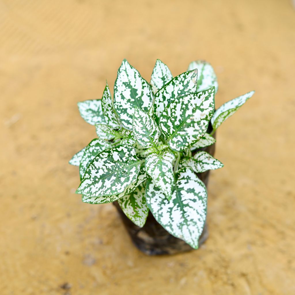 Hypoestes / Polka Dot (any colour) in 4 Inch Nursery Bag