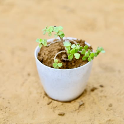 Jade in 4 Inch White Nursery Pot