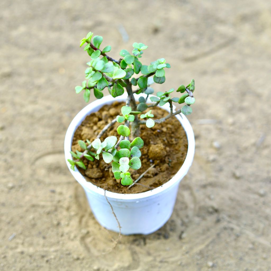 Jade in 4 Inch White Nursery Pot