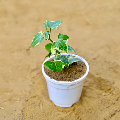 English Ivy in 4 Inch Nursery Bag