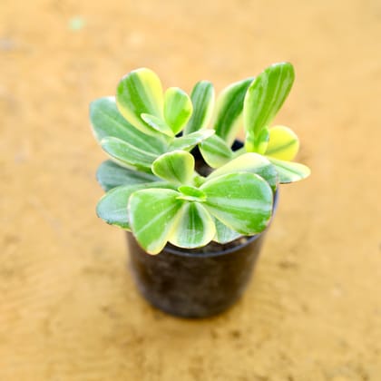 Crassula Variegated Succulent in 3 Inch Nursery Pot