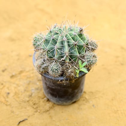 Echinopsis Oxygona Cactus in 3 Inch Nursery Pot