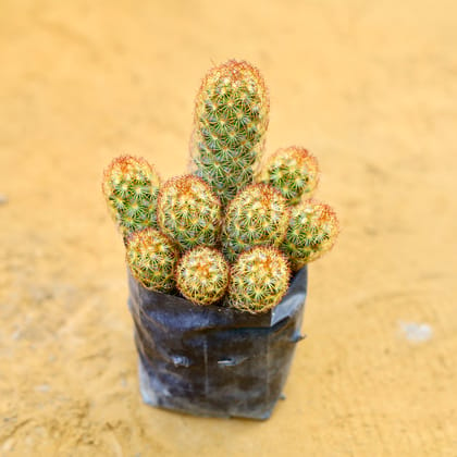 Lady Finger Cactus in 3 Inch Nursery Bag