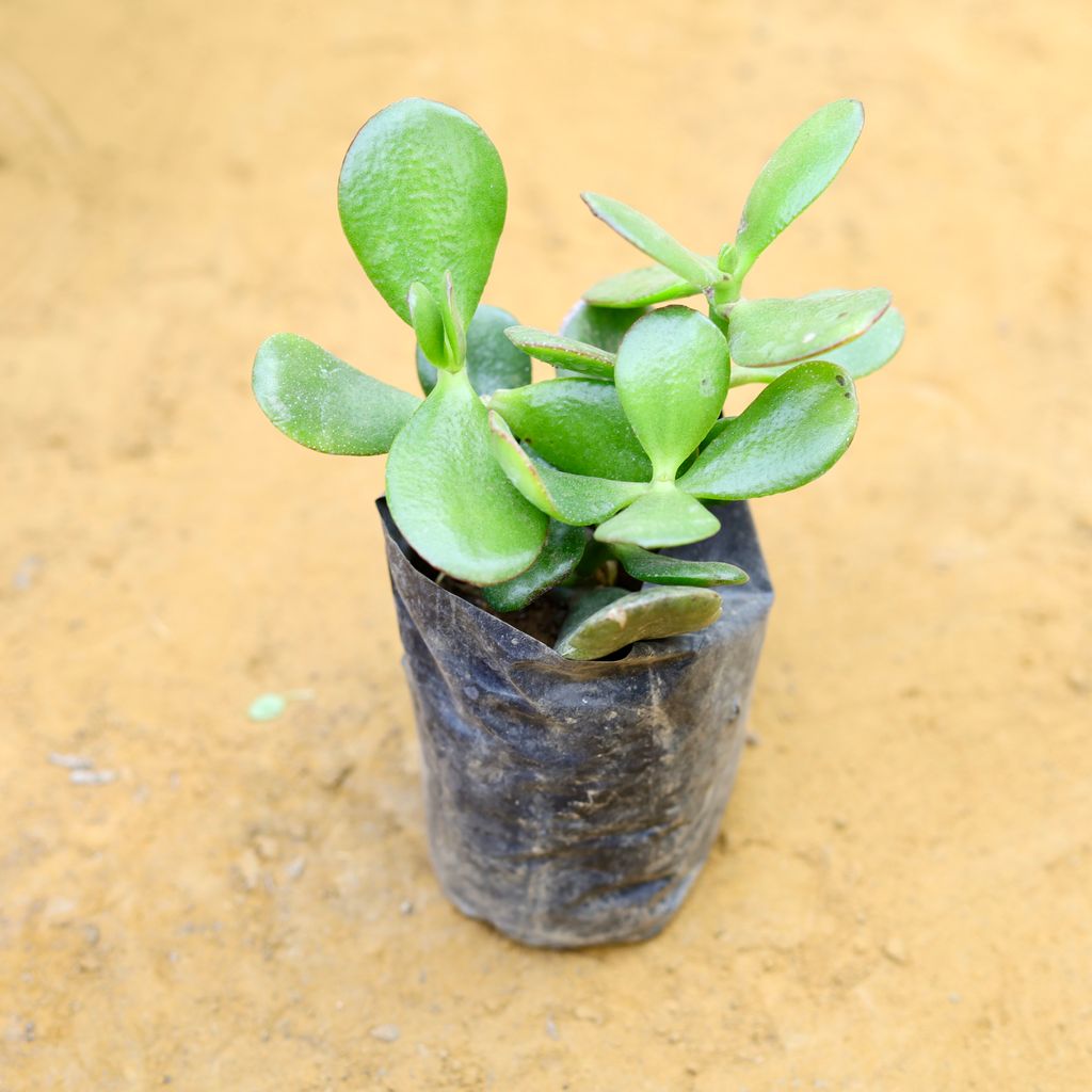 Crassula Ovata Succulent in 4 Inch Nursery Bag