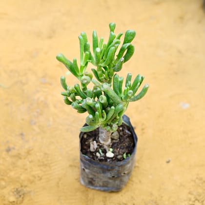 Crassula Jade Gollum / Finger Succulent in 4 Inch Nursery Bag