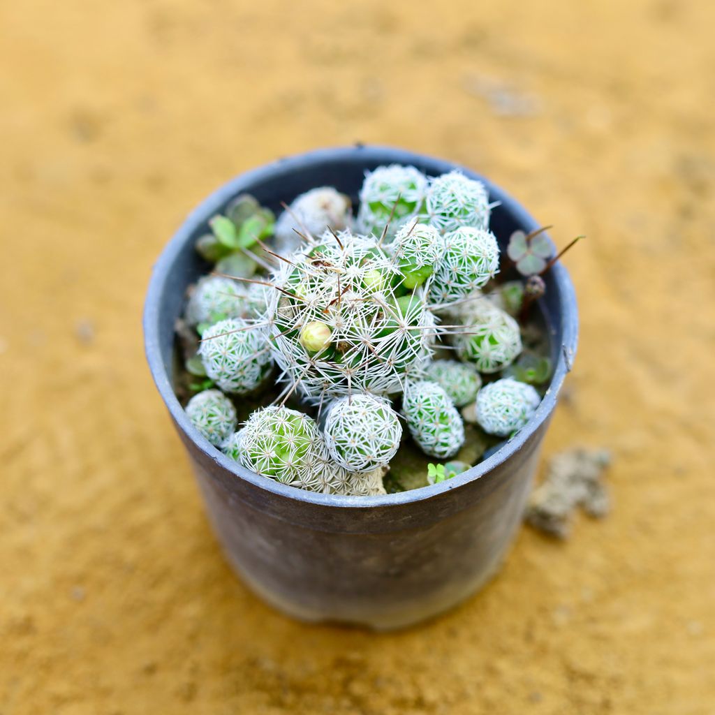 Sedum Spathulifolium Cactus in 3 Inch Nursery Pot