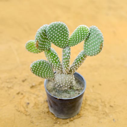 Bunny Ear Cactus in 3 Inch Nursery Pot