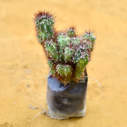 Boxer cactus in 3 Inch Nursery Bag