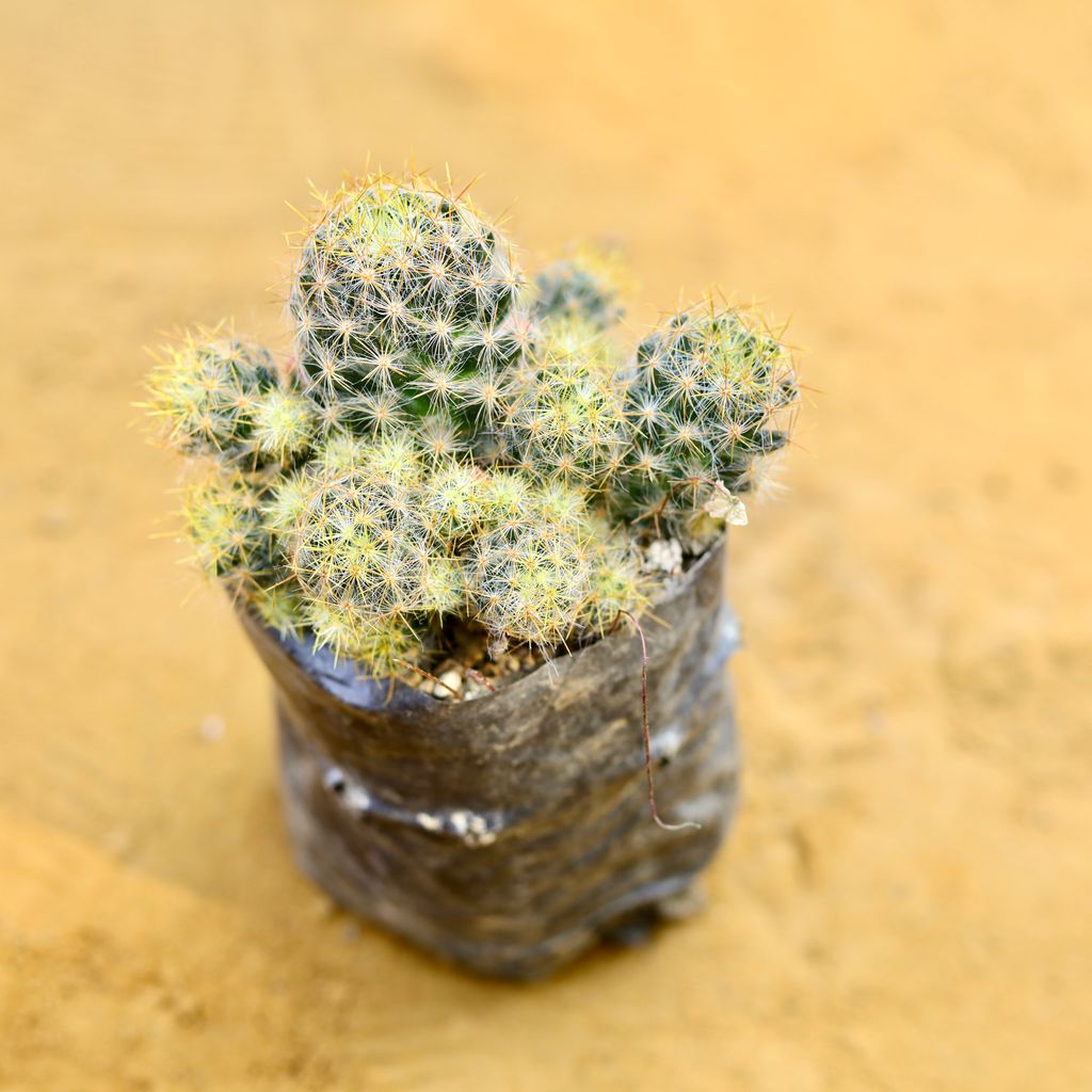 Mammillaria Glochidiata Cactus in 3 Inch Nursery Bag