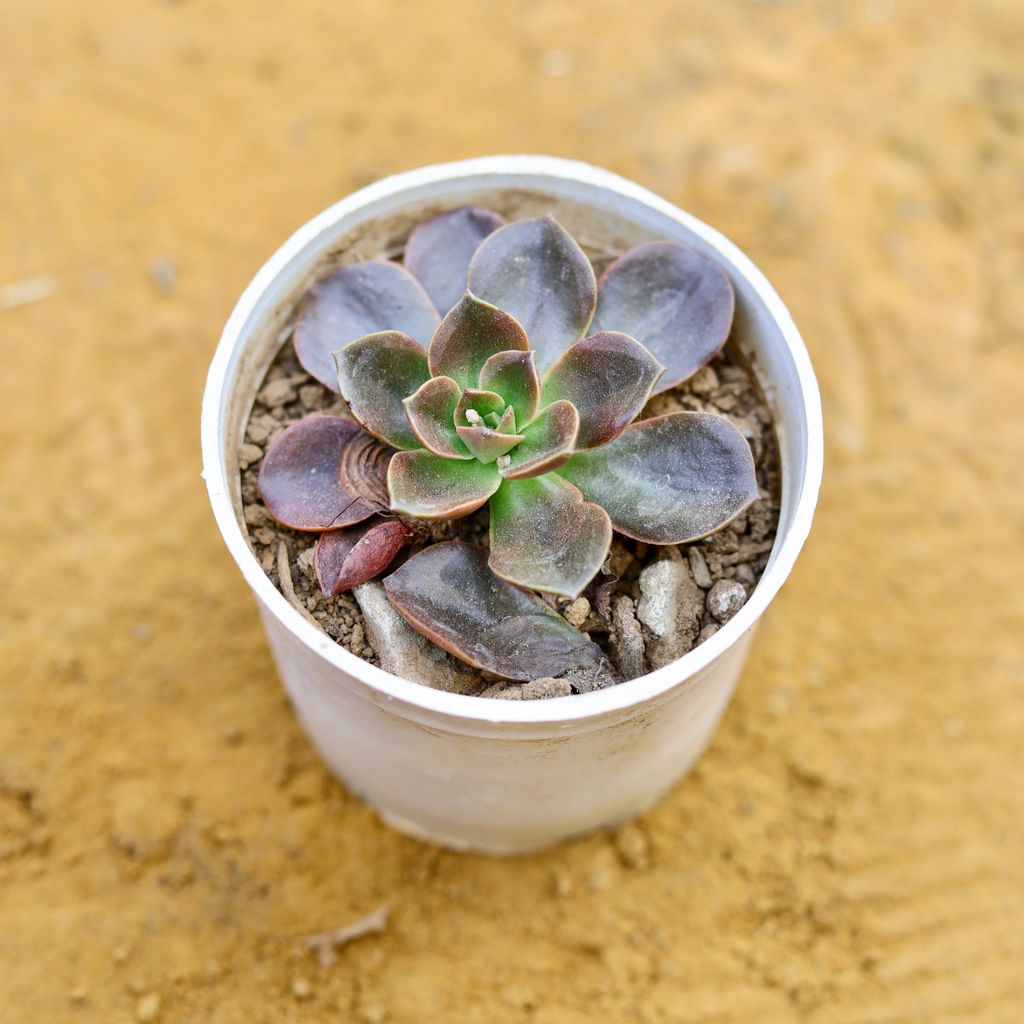 Echeveria Melaco Succulent in 3 Inch Nursery Pot