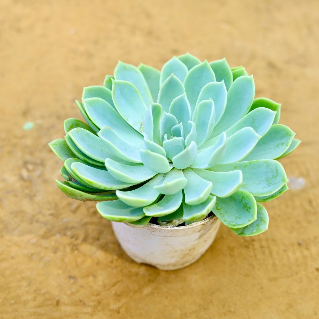 Echeveria Suncup Succulent in 3 Inch Nursery Pot