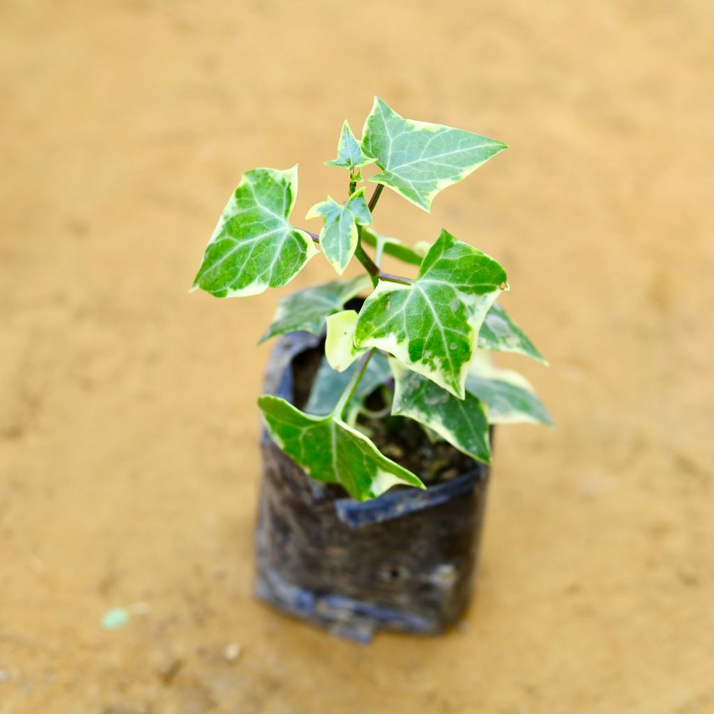 English Ivy in 4 Inch Nursery Bag