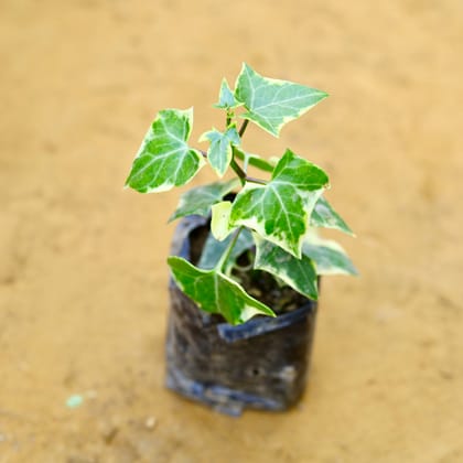 English Ivy in 4 Inch Nursery Bag