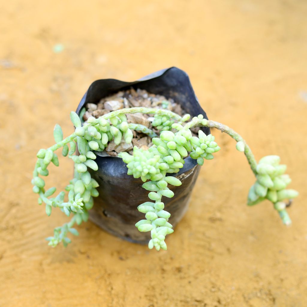 Burro's Tail Succulent in 3 Inch Nursery Bag