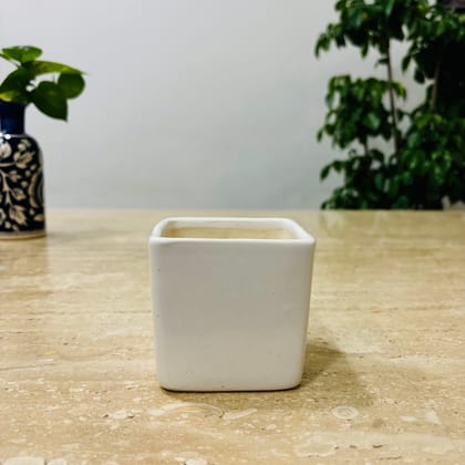 Buy 3 Inch Classy White Square Shaped Ceramic Pot - Minimalist Glossy Succulent Pot, Indoor Flower Pot for Home and Office Décor Online | Urvann.com