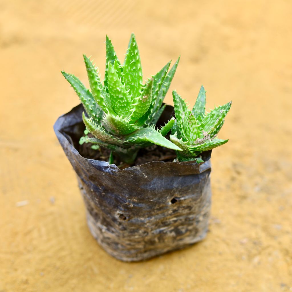 Tiger Tooth Aloe Succulent in 4 Inch Nursery Bag