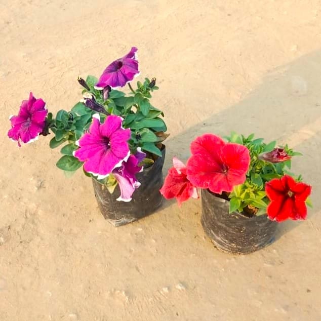 Set of 2 - Petunia (any colours) in 3 Inch Nursery Bag