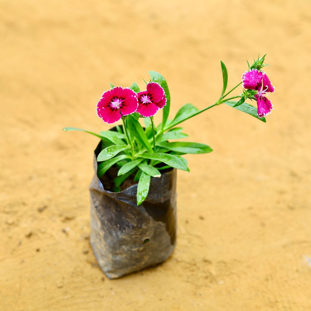 Dianthus (any colour) in 4 Inch Nursery Bag