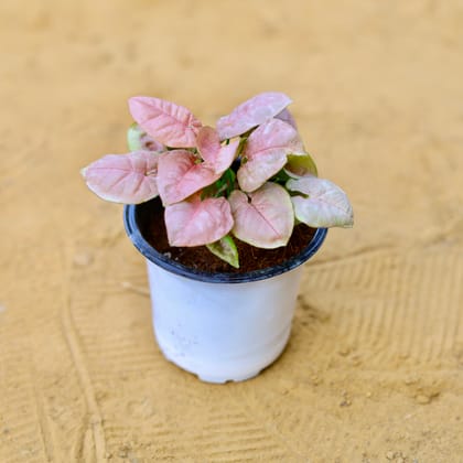 Buy Syngonium Pink in 4 Inch Nursery Pot Online | Urvann.com