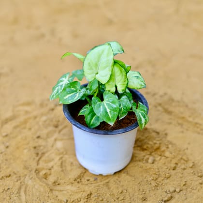 Buy Syngonium Yammi in 4 Inch Nursery Pot Online | Urvann.com