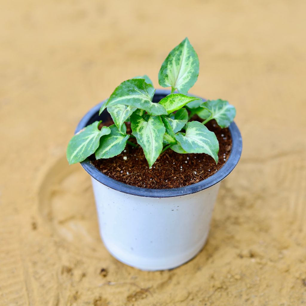 Syngonium Butterfly in 4 Inch Nursery Pot