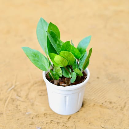 Buy Zz Green in 4 Inch Nursery Pot Online | Urvann.com