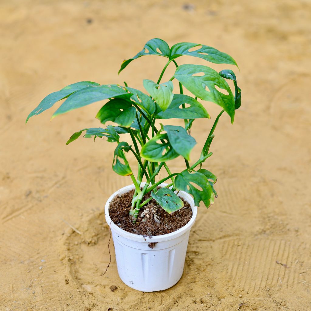 Monstera Broken Heart in 4 Inch Nursery Pot