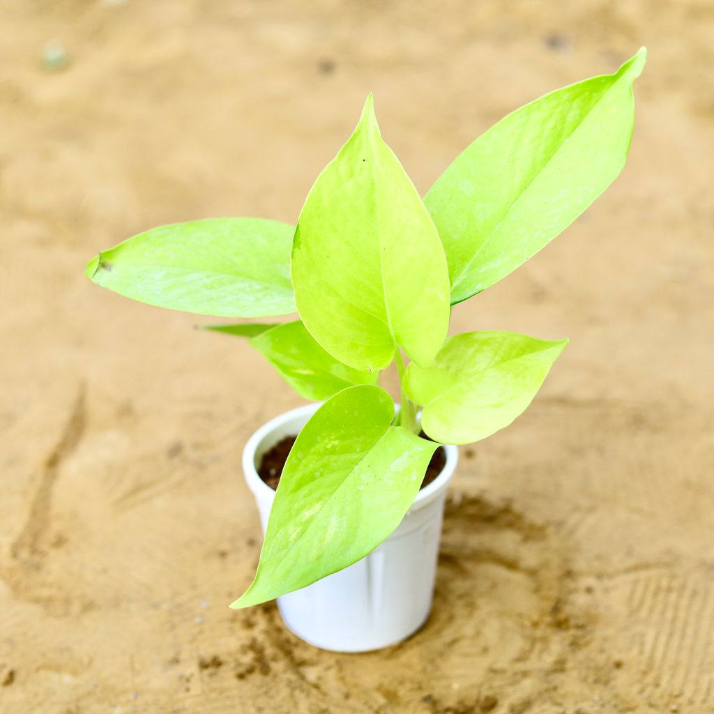 Money Plant Golden in 4 Inch Nursery Pot