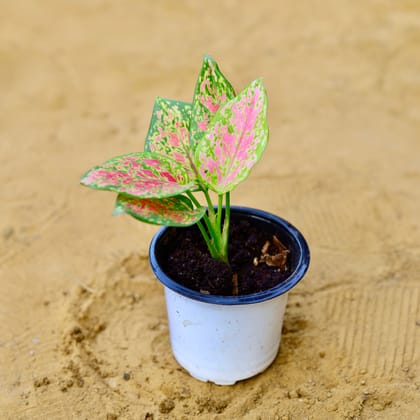 Buy Aglaonema Pink in 4 Inch Nursery Pot Online | Urvann.com