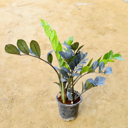 Buy Zz Black in 8 Inch Nursery Pot Online | Urvann.com