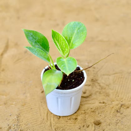 Buy Philodendron White Princess in 4 Inch Nursery Pot Online | Urvann.com