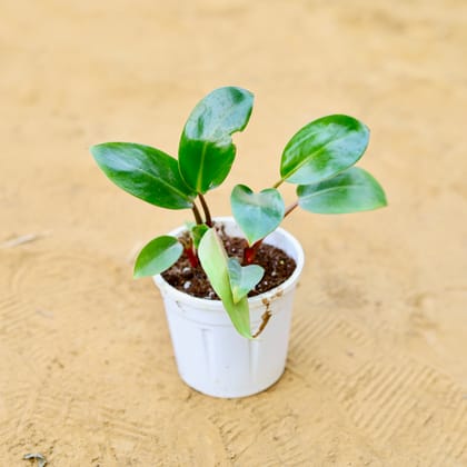 Buy Philodendron Pink Princess in 4 Inch Nursery Pot Online | Urvann.com