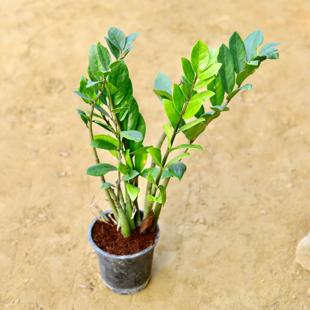 Zz Curly in 8 Inch Nursery Pot