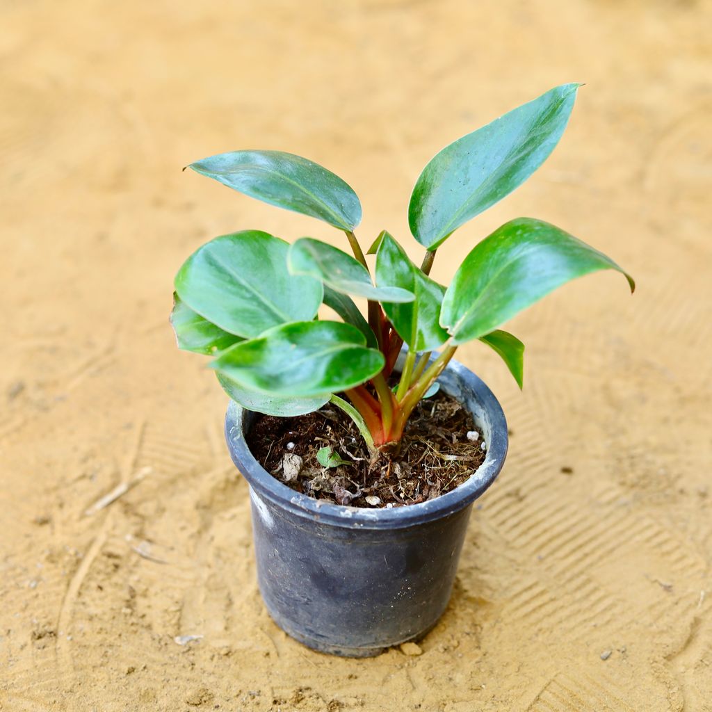 Philodendron Red in 4 Inch Nursery Pot