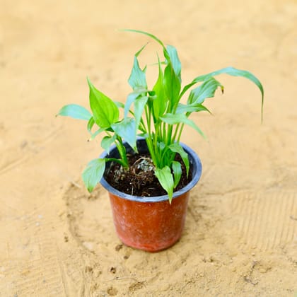 Buy Peace Lily in 4 Inch Nursery Pot Online | Urvann.com