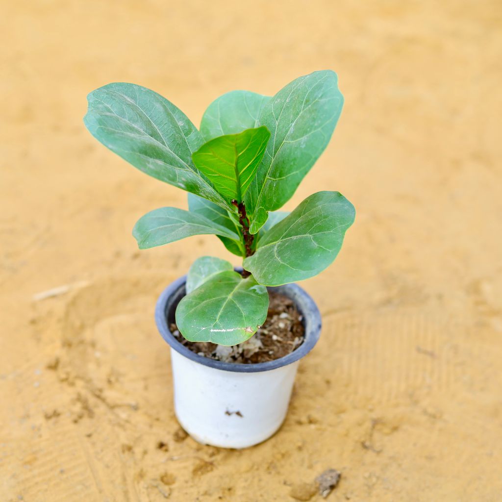 Fiddle Leaf Fig / Ficus Lyrata in 4 Inch Nursery Pot