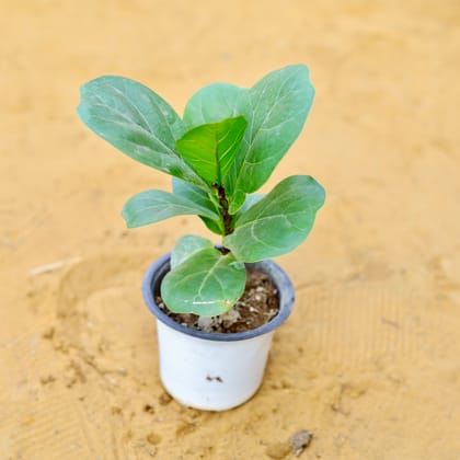 Buy Fiddle Leaf Fig / Ficus Lyrata in 4 Inch Nursery Pot Online | Urvann.com