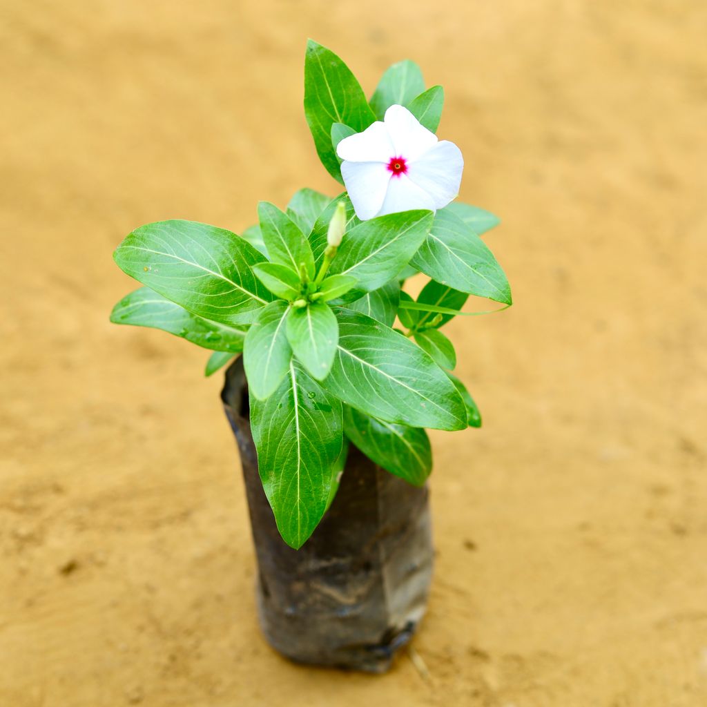 Periwinkle / Vinca / Sadabahar (any colour) in 4 inch Nursery Bag