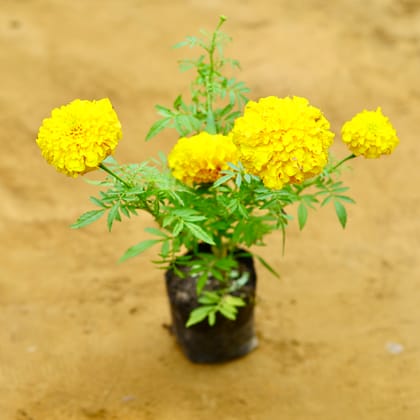 Marigold French / Genda Jafri in 4 Inch Nursery Bag