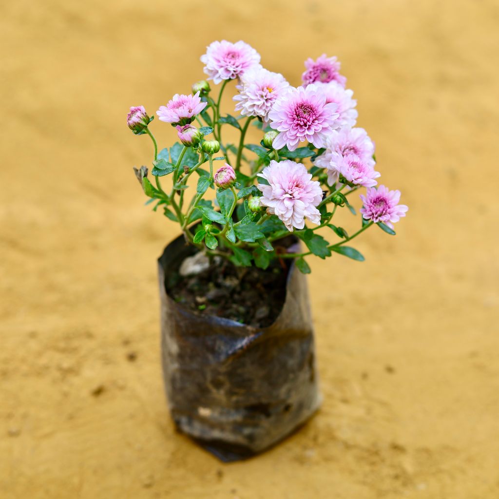 Chrysanthemum / Guldawari / Guldaudi (any colour) in 3 Inch Nursery Bag