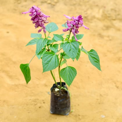 Antirrhinum Majus / Dog Flower (any colour) in 4 Inch Nursery Bag