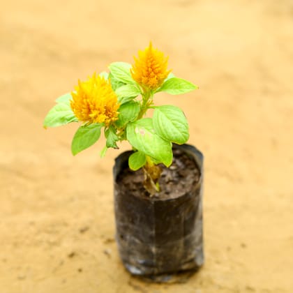 Celosia / Cockscomb (any colour) in 4 Inch Nursery Bag