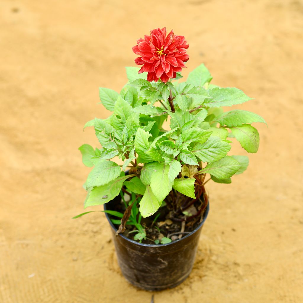 Dahlia Red in 5 Inch Nursery Pot