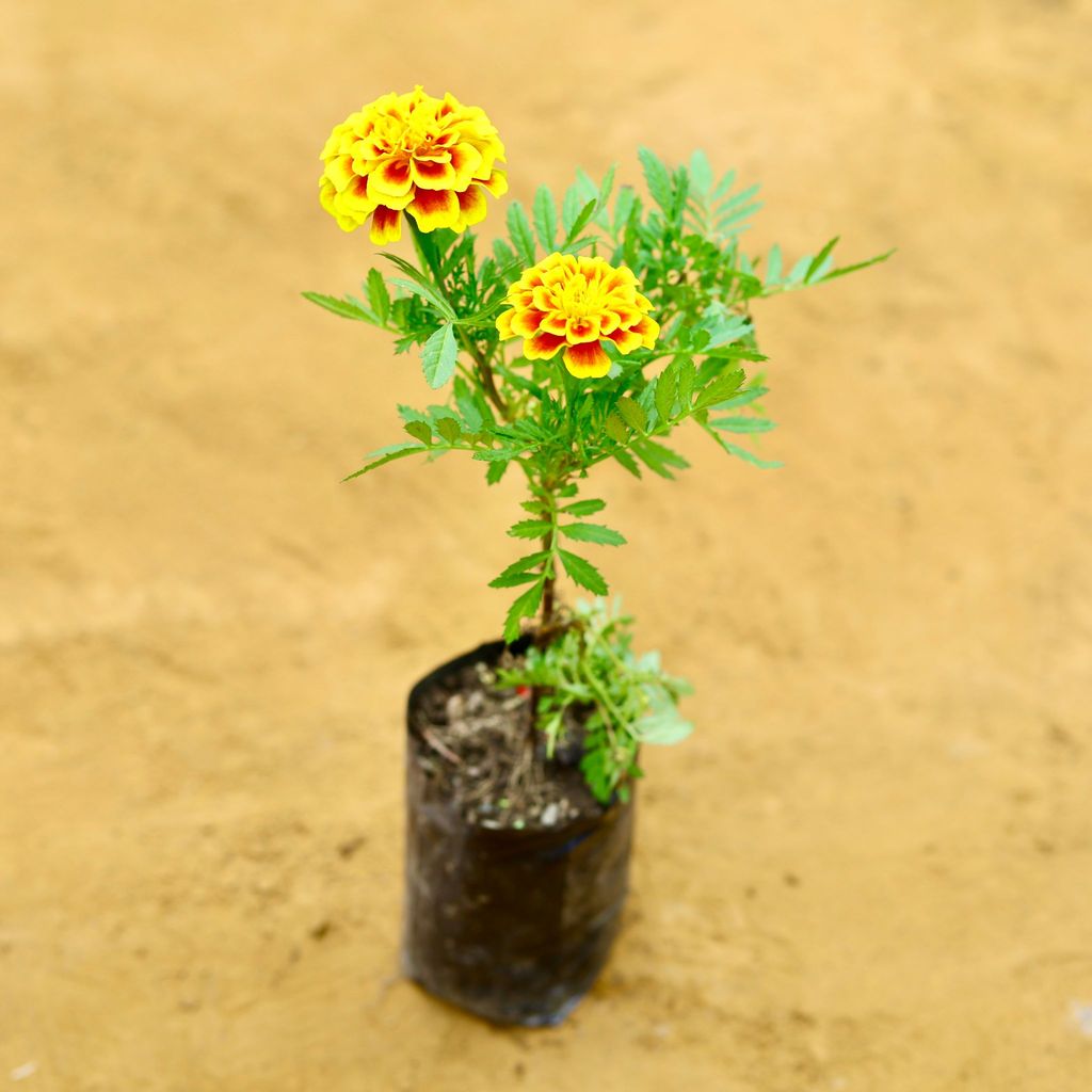 Marigold / Genda (Any Colour) in 4 Inch Nursery Bag