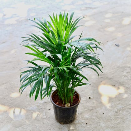 Areca Palm (~ 2 Ft) in 6 Inch Nursery Pot