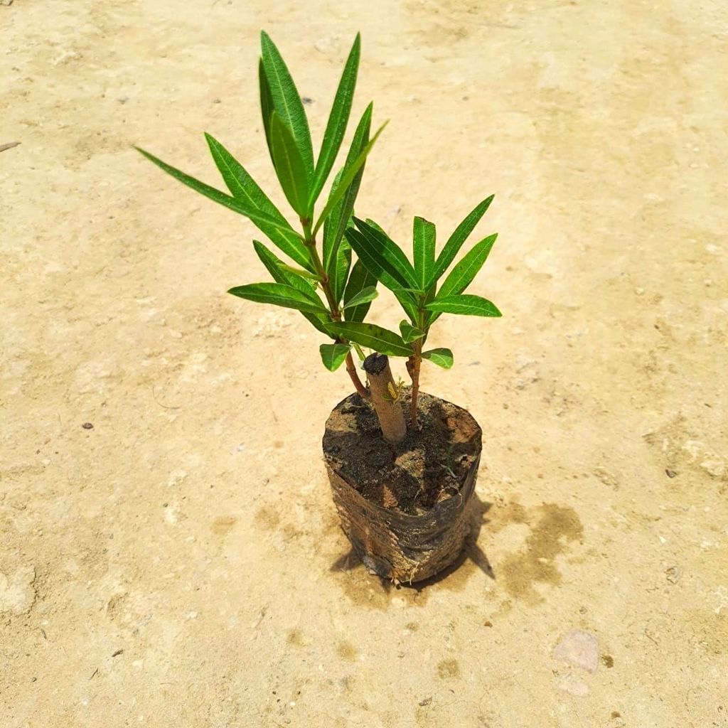 Kaner / Oleander (any colour) in 4 Inch Nursery Bag